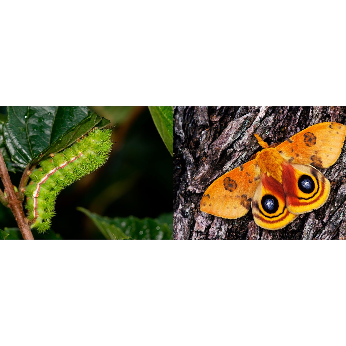 Io-Moth-caterpillar