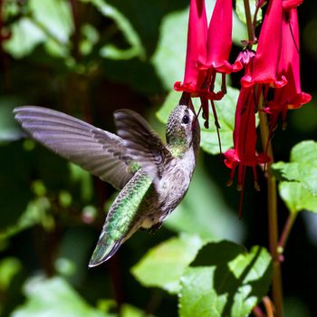 hummingbird nectar