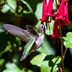 8 Flowers That Attract Hummingbirds