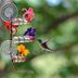 7 Amazing Hummingbird Feeders for Your Backyard