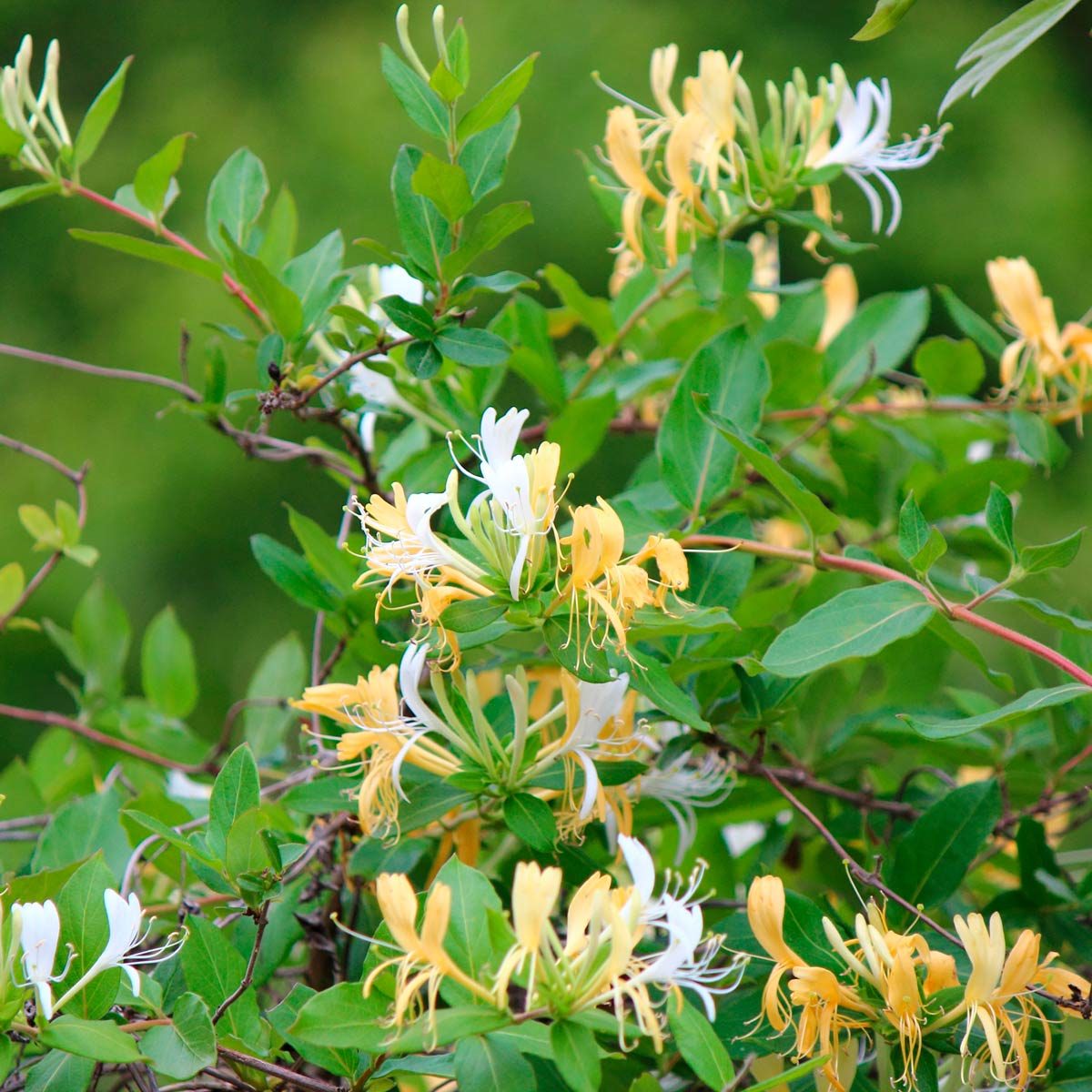 HONEYSUCKLE