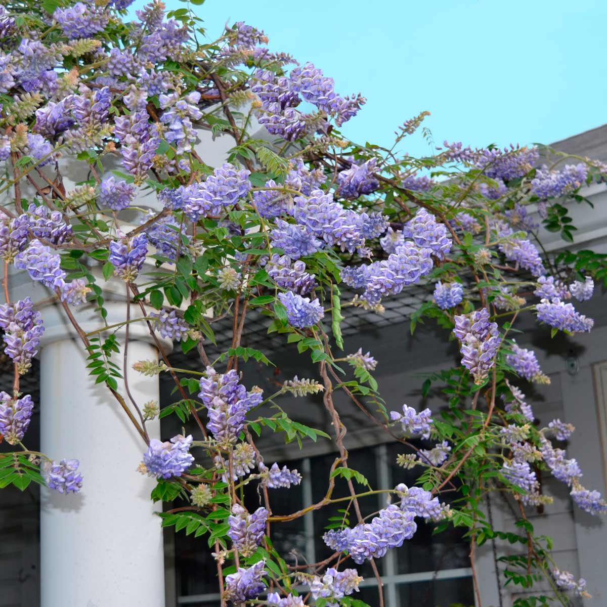 Wisteria