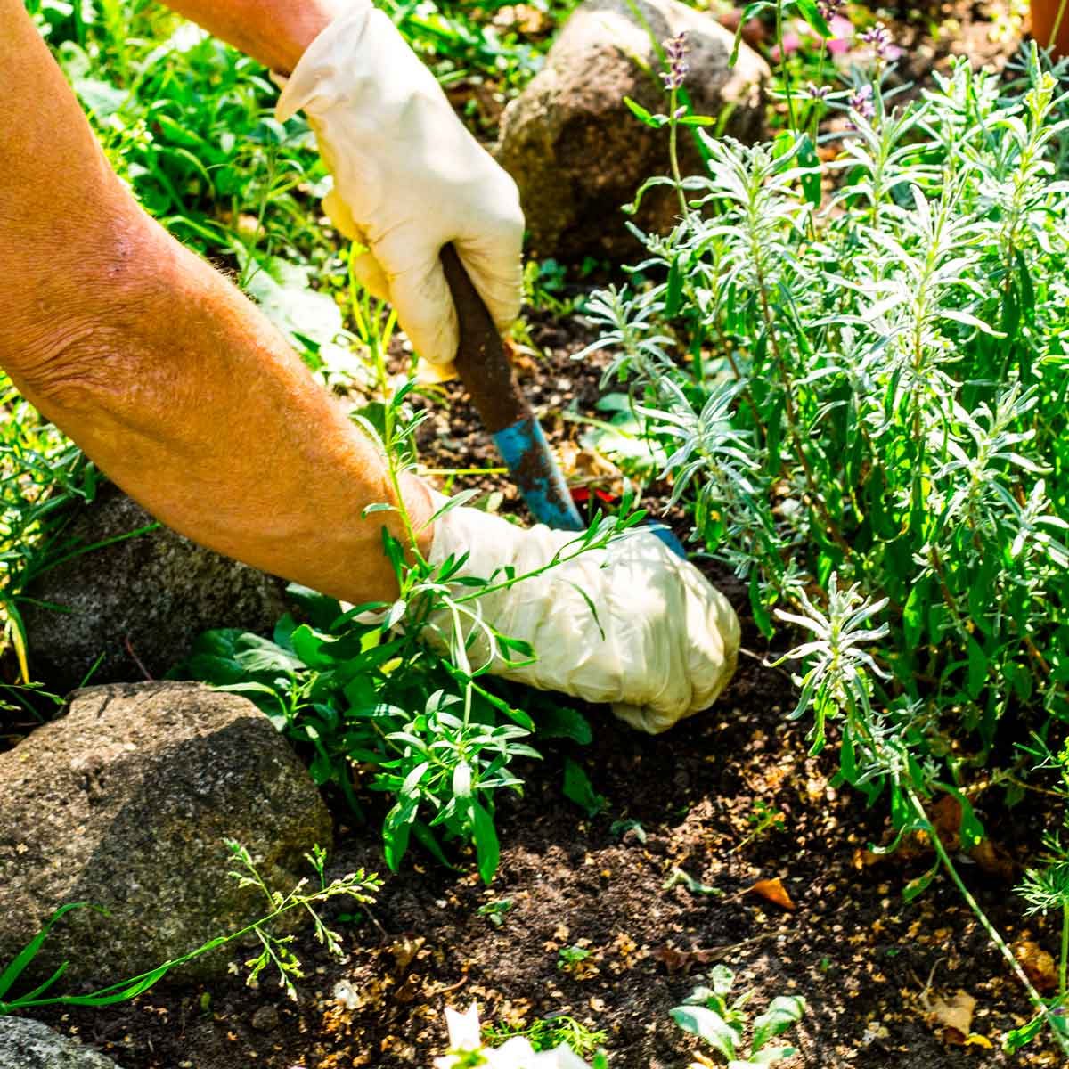 weeds in flower beds