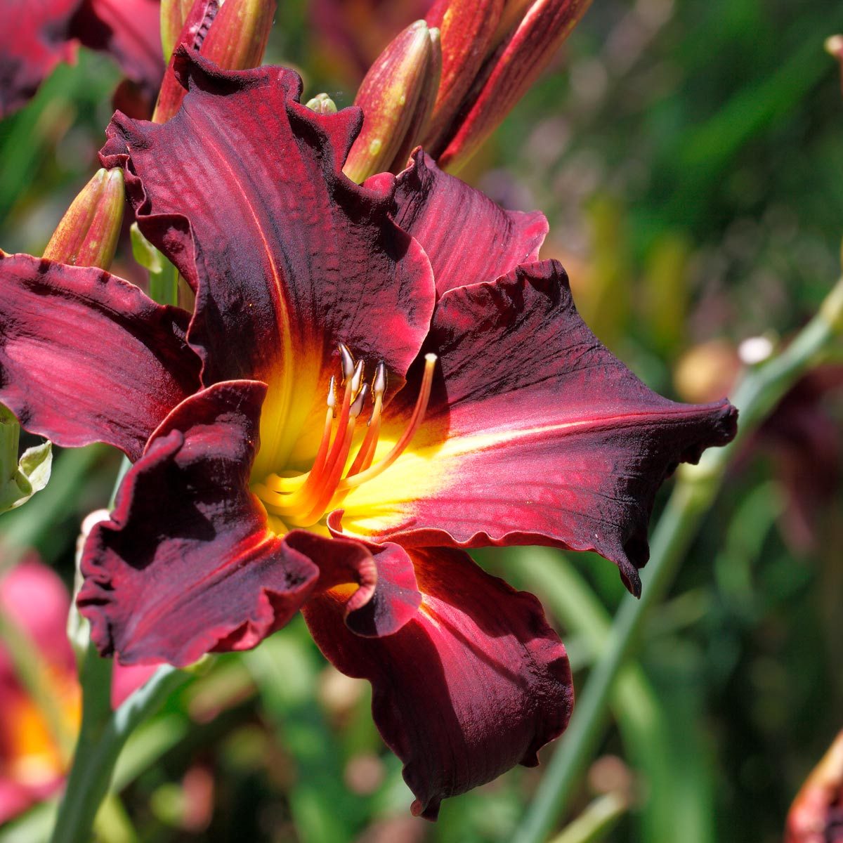 daylily