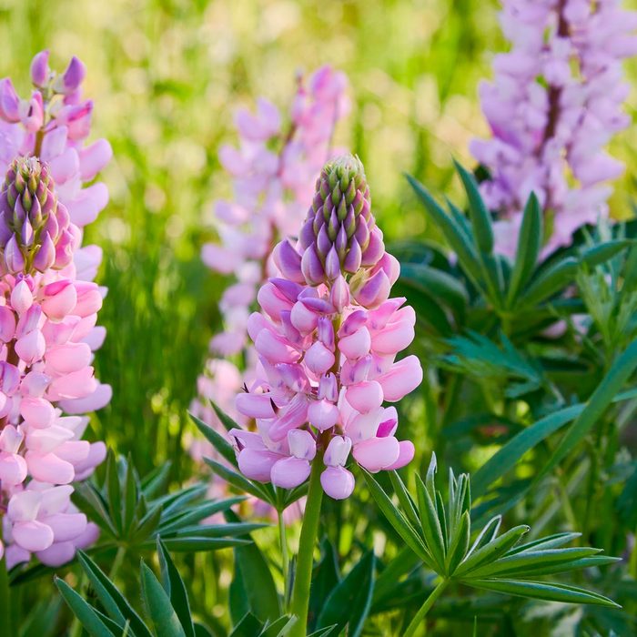 lupine