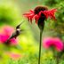 How to Create the Ultimate Hummingbird Habitat in Your Backyard