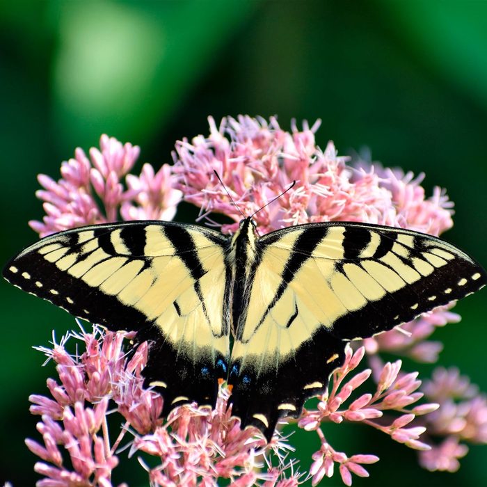 swallowtail