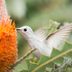 Top 10 Travel Hotspots to See Hummingbirds