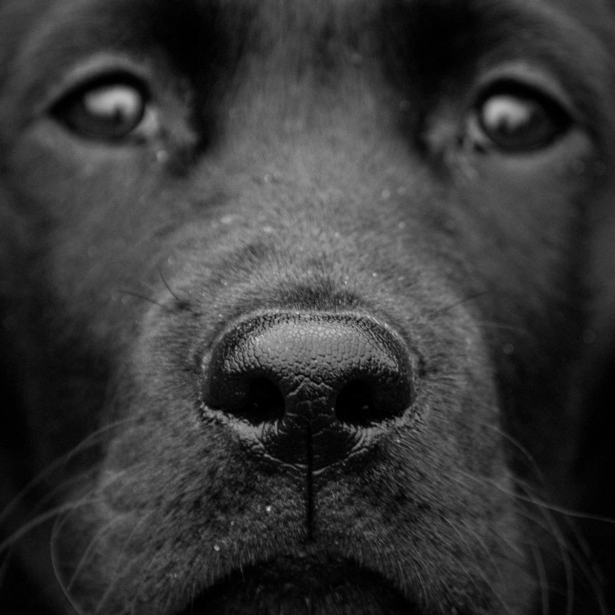 Black-lab-with-wet-nose-closeup