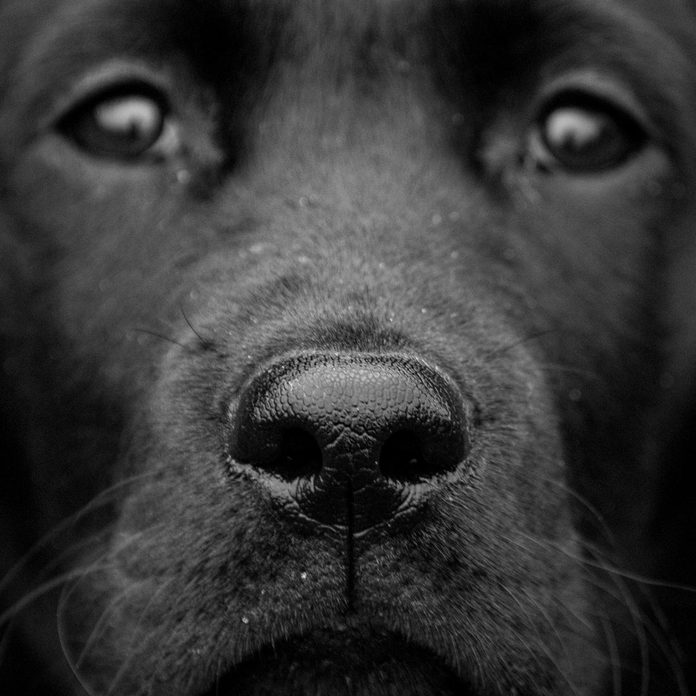 Black-lab-with-wet-nose-closeup