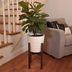 How to Build a Mid-Century Modern Plant Stand