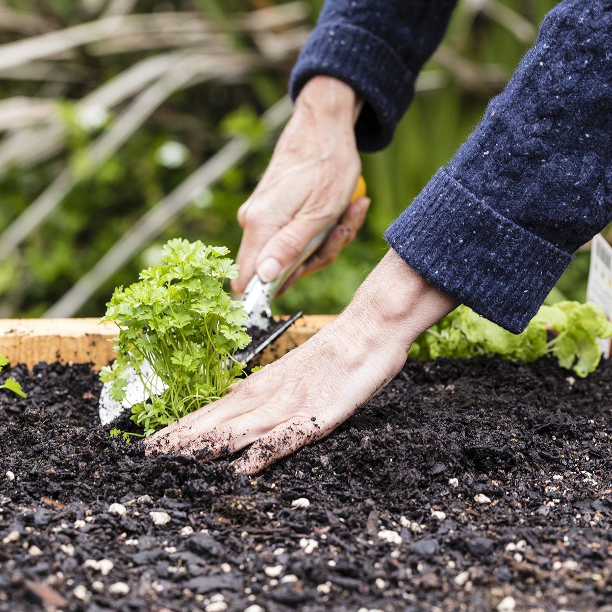 Spring Planting/ planting organic seedlings in a raised garden bed