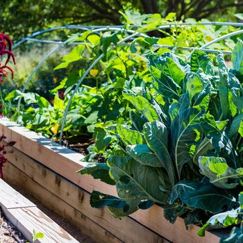 Organic urban garden in full growth at the end of the summer.