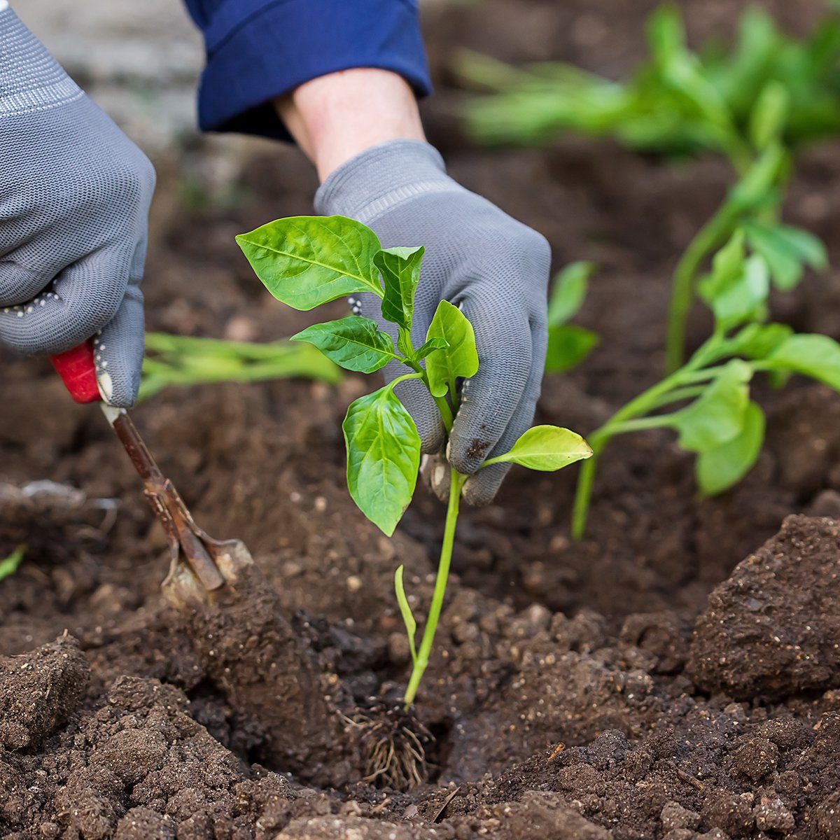 Seedlings pepper. Gardening work.