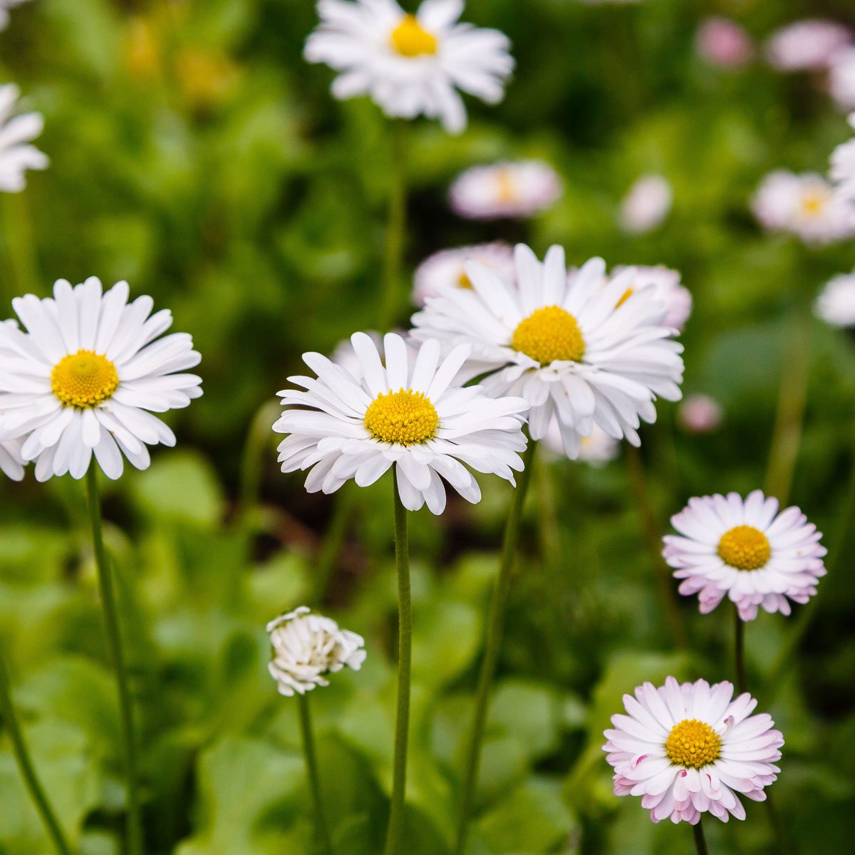 daisies