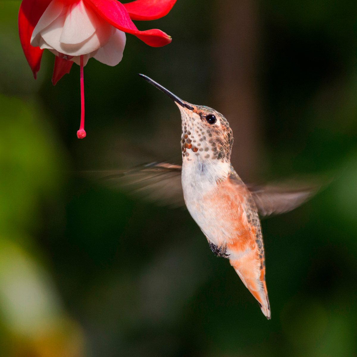 Hummingbird