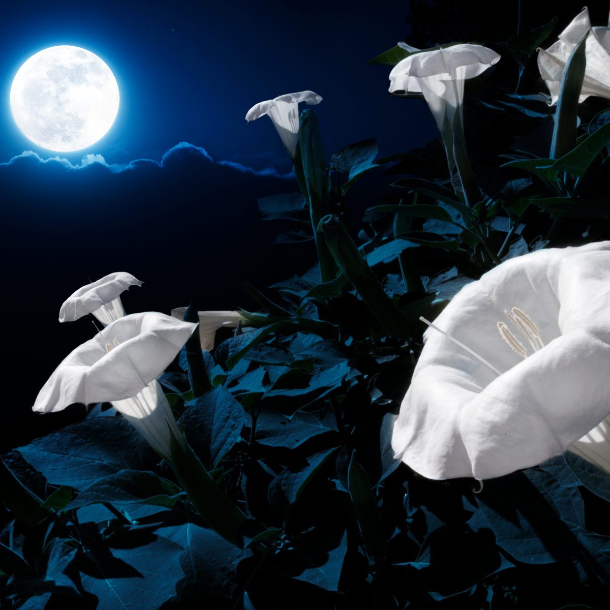 moonflower