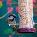 Should You Take Down Your Bird Feeder in the Summer?