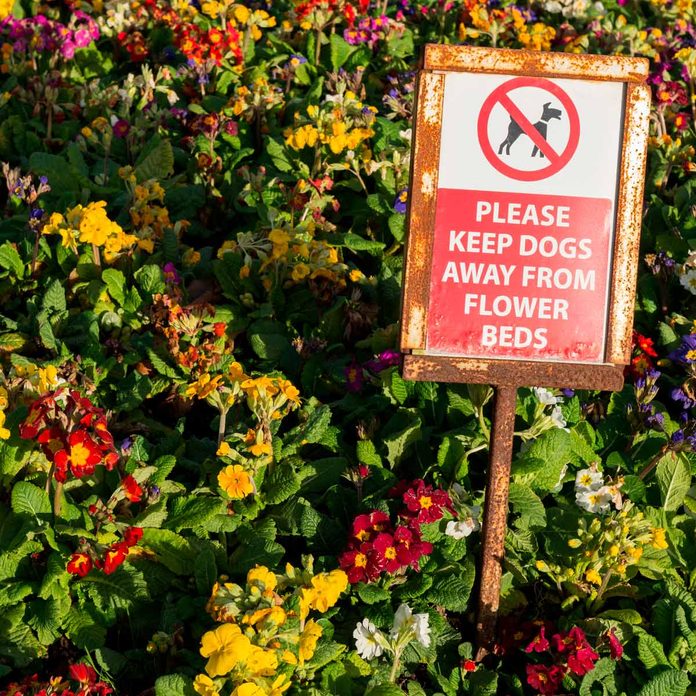how to keep dogs out of flower beds