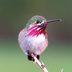 10 Incredible Hummingbird Species You Could See in Your Backyard