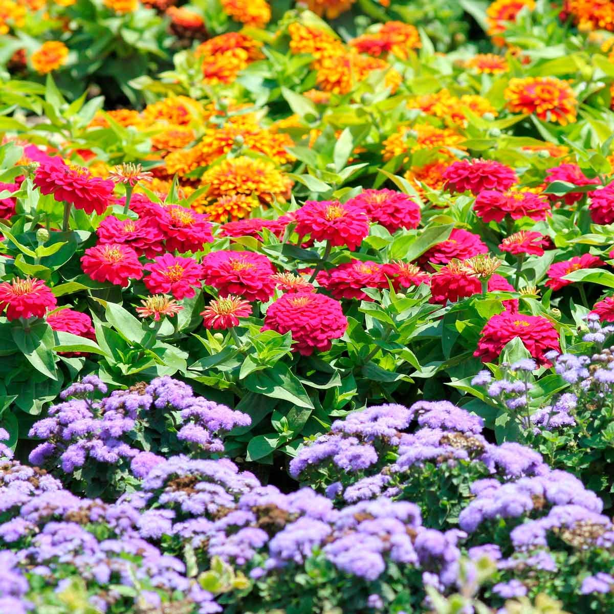 zinnias