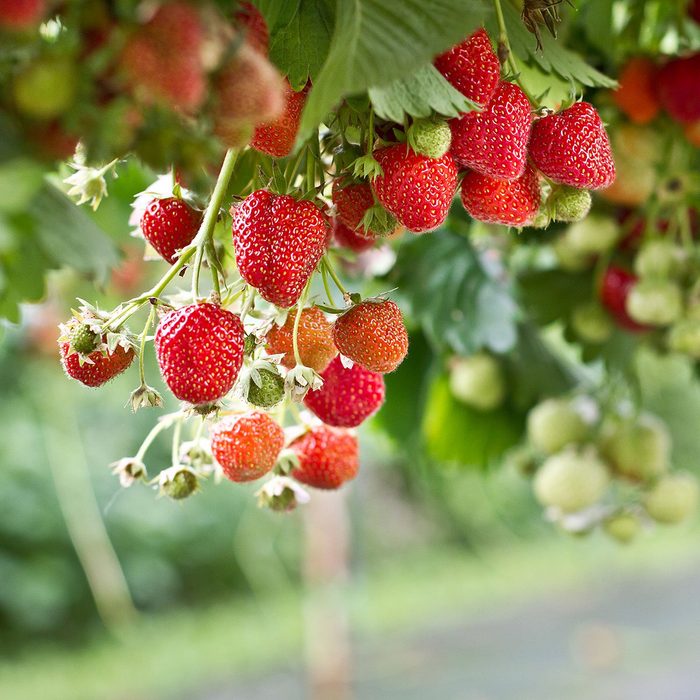 Strawberry in the farm