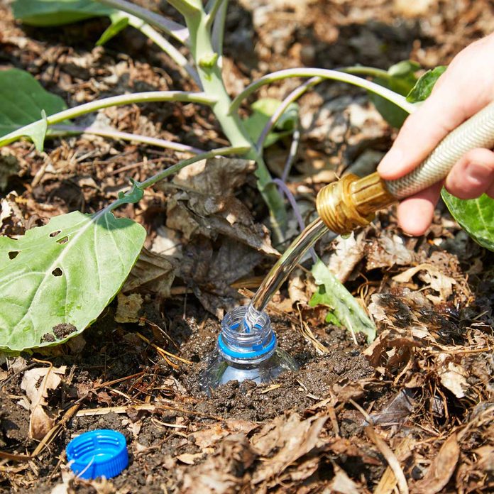 HH direct plant watering bottle
