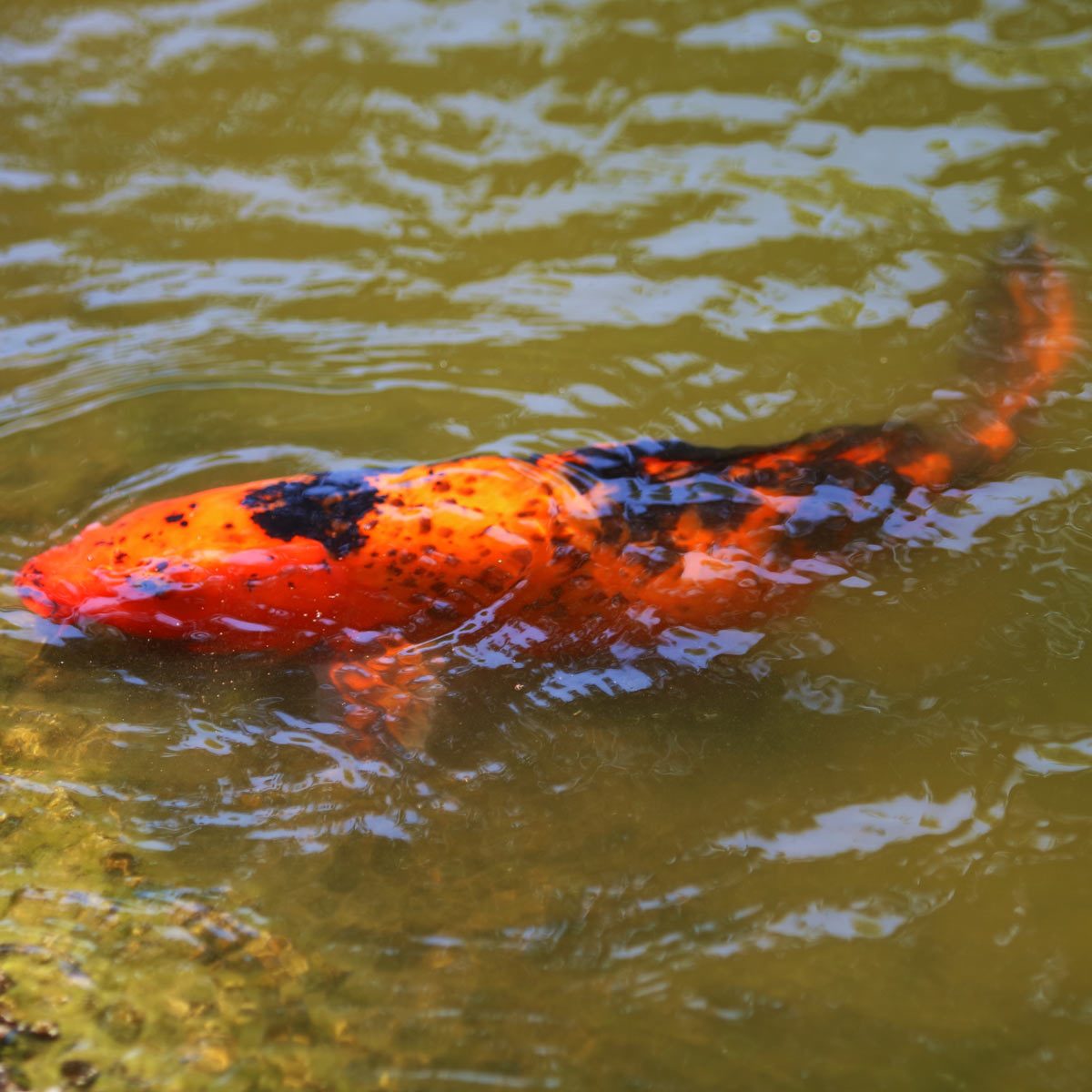 Giant Goldfish Near Shore