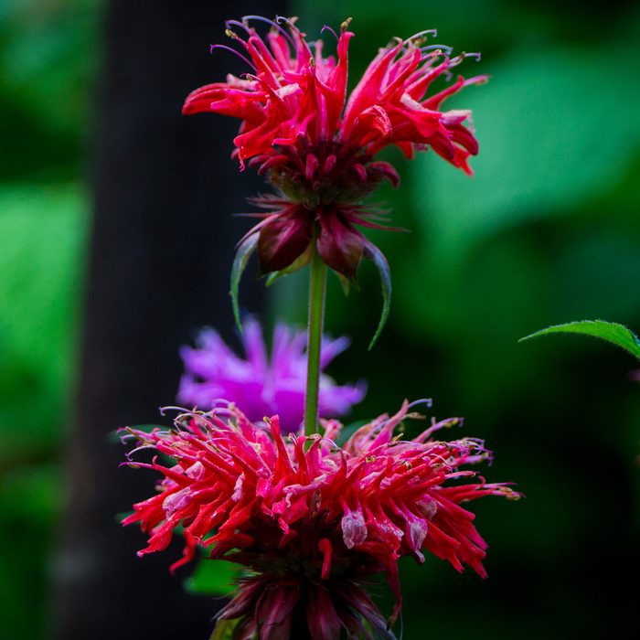 Red Bee Balm