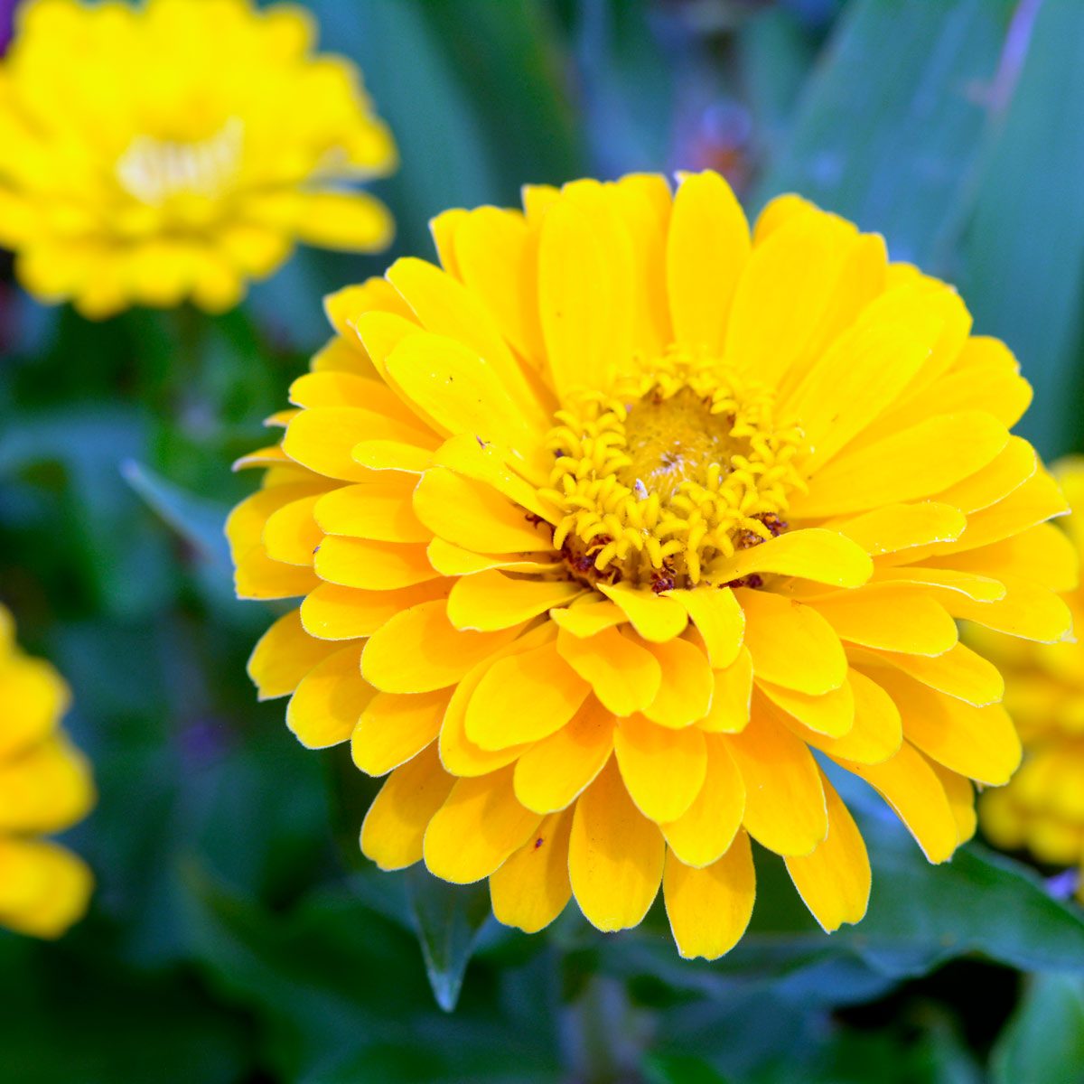 Zinnia