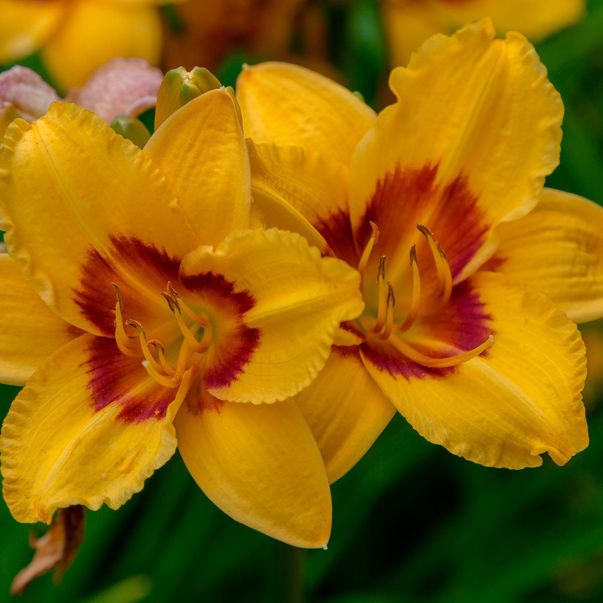 daylilies