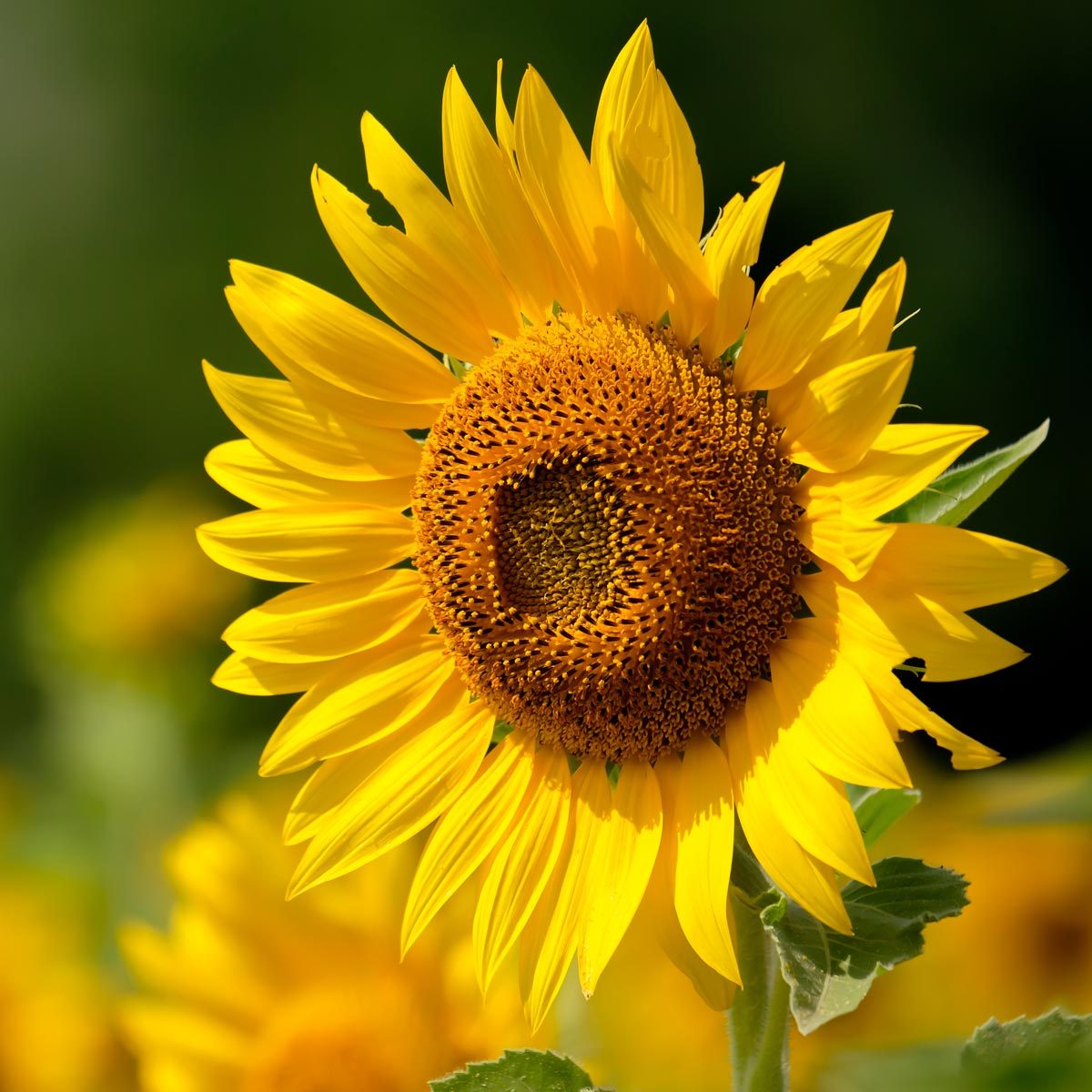 Sunflower