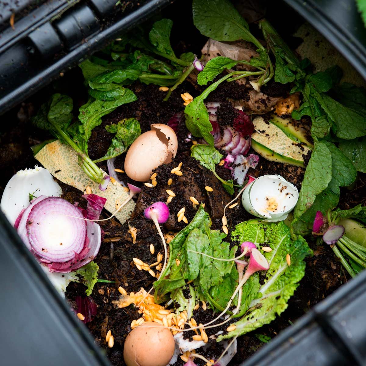 Compost