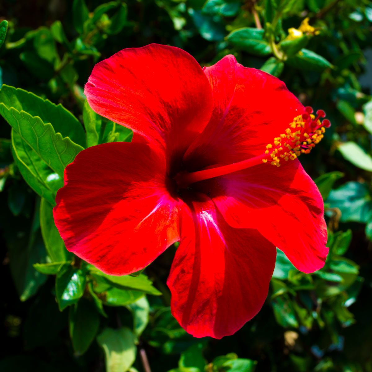 hibiscus