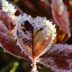 Protect Your Plants from Frost During a Cold Snap