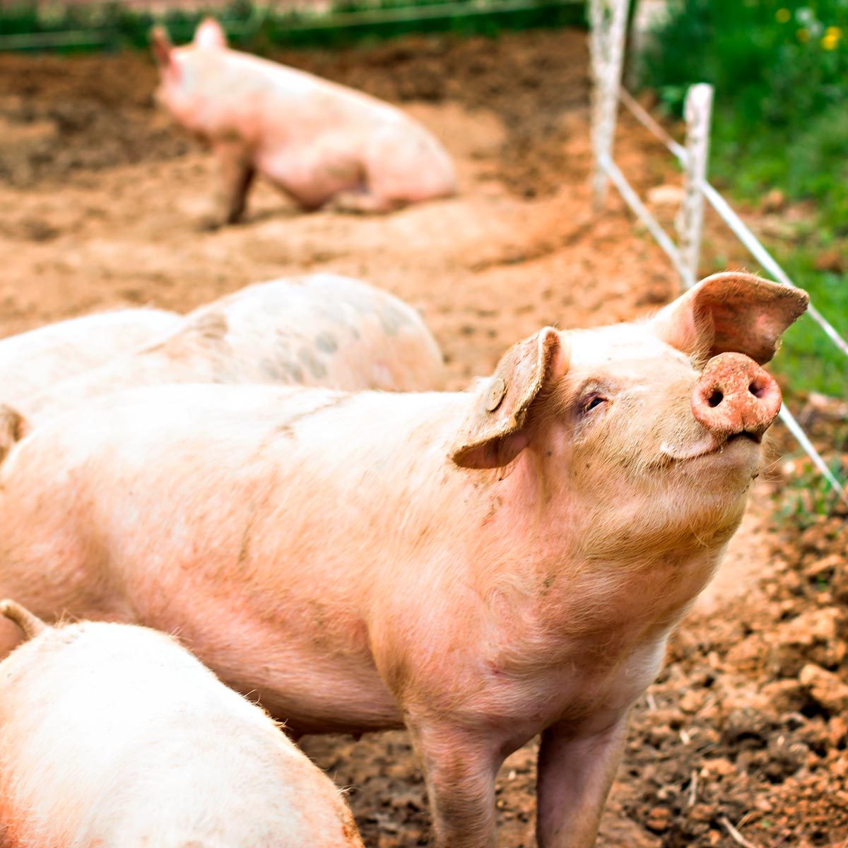 pig