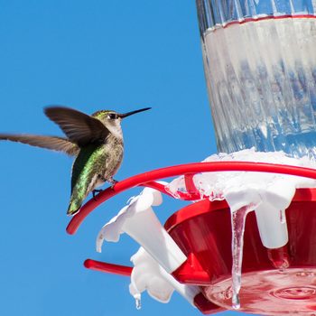 hummingbird at bird feeder in winter