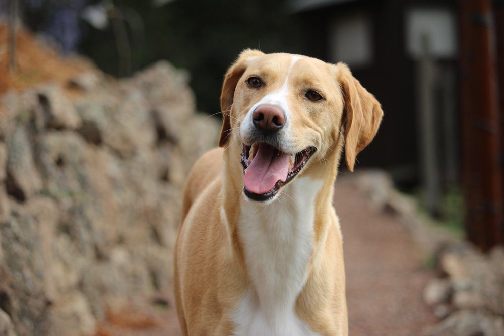 Rescue Dog portrait