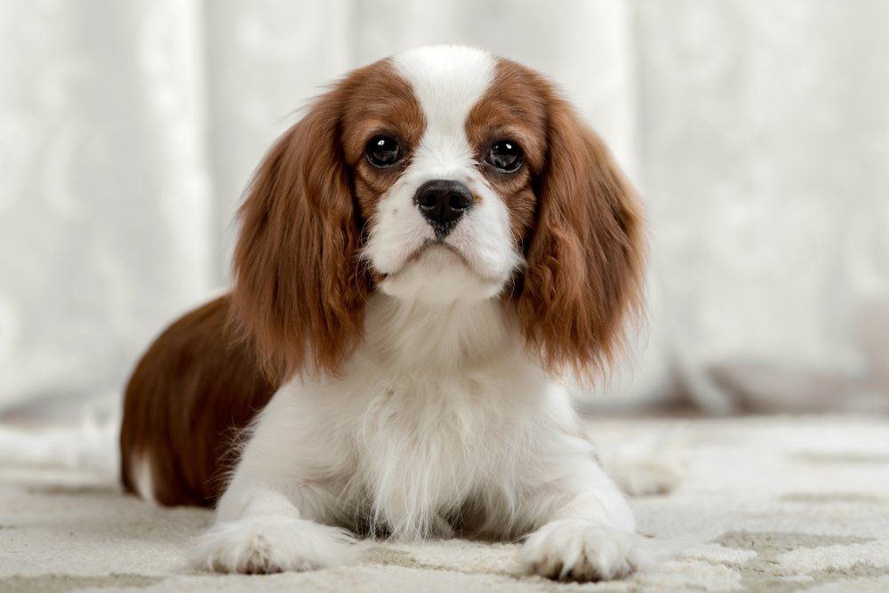 sad pure-bred dog, puppy Cavalier King Charles Spaniel, lie, close up muzzle