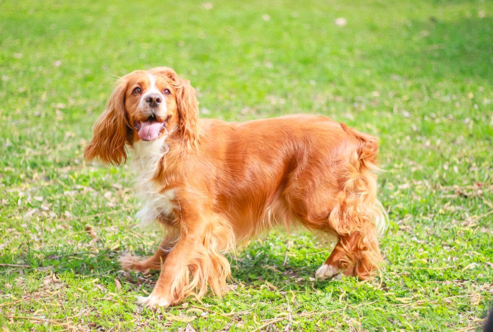 English Cocker Spaniel dog