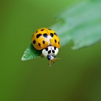 Asian ladybug sits on a green leaf