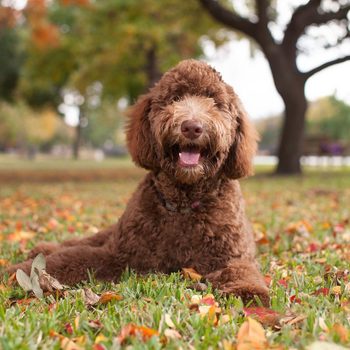 Pet Labradoodle Laying in Autumn Leaves