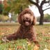 18 Best Dog Breeds for Kids