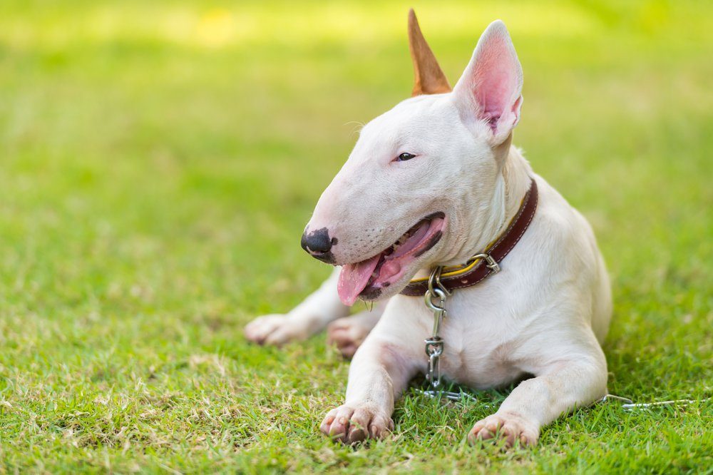 Bullterrier on green field