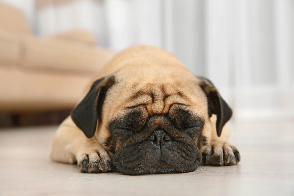 Adorable pug dog lying on floor at home