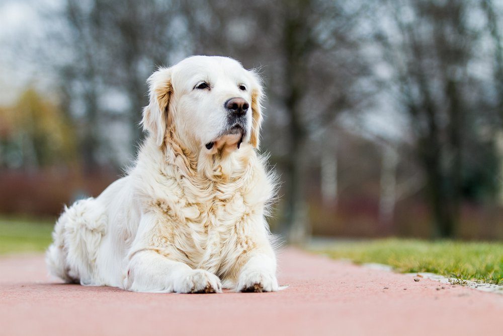 Golden retriever, retriever portrait