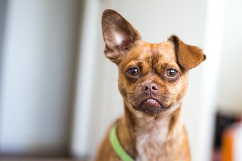 Small brown dog, poppy chihuahua plus pug. Chug. Puppy in the home with one ear standing up second lying