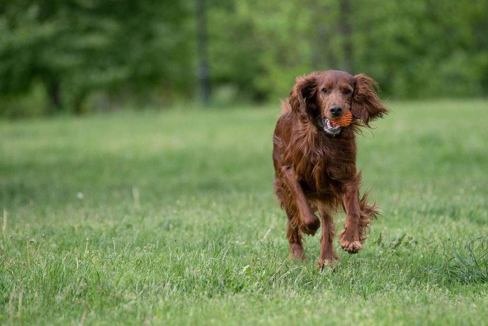 Irish setter runs across the field.Selective focus on the dog