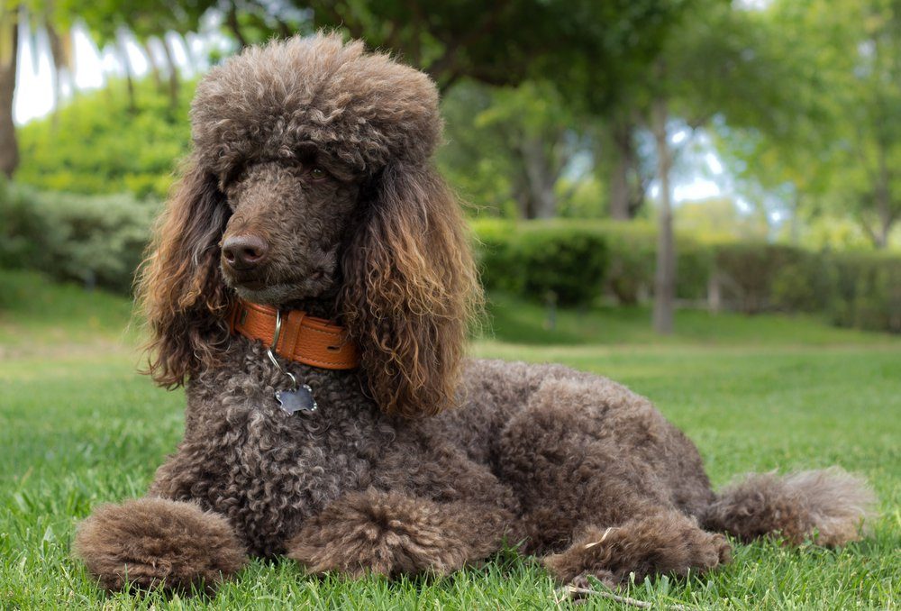 Portrait of a standard poodle laying in grass - Stock photo