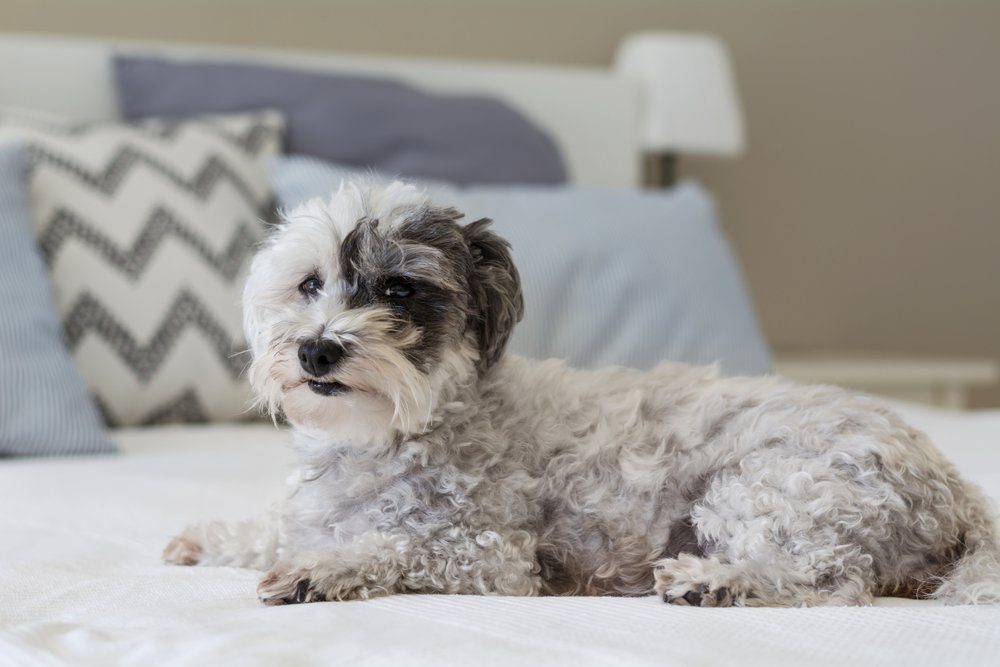 Cute White Havanese Dog Relaxing on a Human Bed